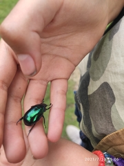 Macraspis rufonitida