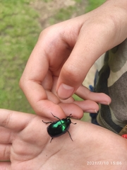 Macraspis rufonitida