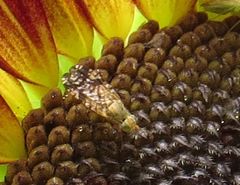 Neotephritis finalis