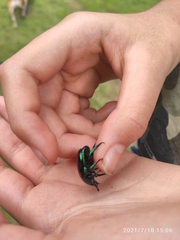 Macraspis rufonitida