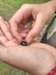 Macraspis rufonitida