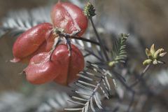 Astragalus asymmetricus
