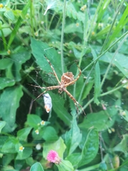 Argiope argentata