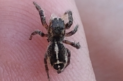 Pellenes tripunctatus