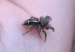 Pellenes tripunctatus