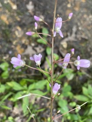 Hylodesmum nudiflorum