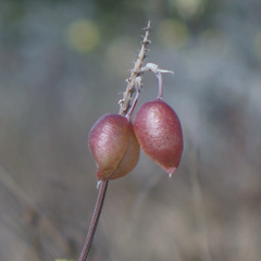 Astragalus asymmetricus