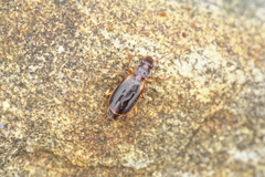Cymindis limbata