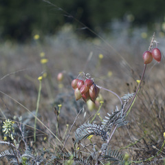 Astragalus asymmetricus