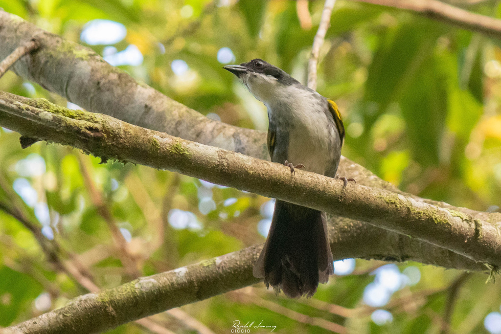 Costa Rican Brush-Finch