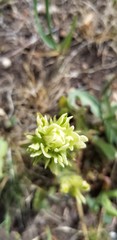 Castilleja septentrionalis