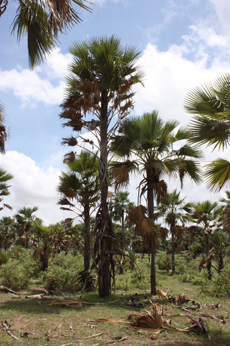 Borassus akeassii