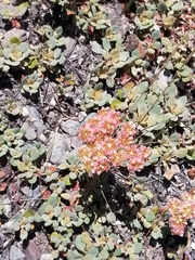 Eriogonum lobbii