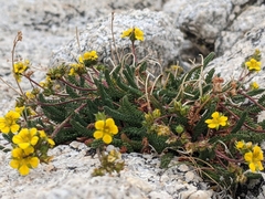 Ivesia gordonii