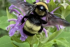 Bombus auricomus