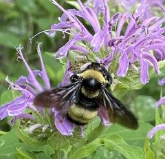 Bombus auricomus