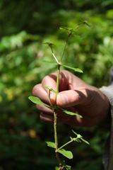 Spermacoce ocymoides