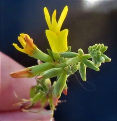 Acmispon glaber glaber