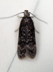 Chionodes thoraceochrella