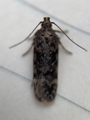 Chionodes thoraceochrella