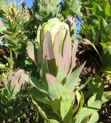 Protea coronata
