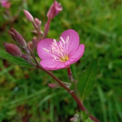 Oenothera rosea