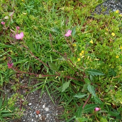 Oenothera rosea