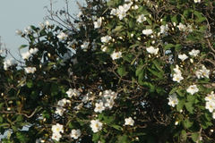 Cordia boissieri