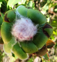 Protea coronata