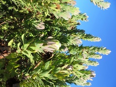 Protea coronata