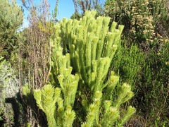Phylica pubescens pubescens