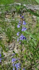Lobelia gattingeri
