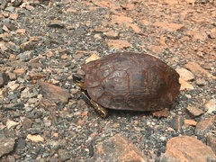 Rhinoclemmys punctularia