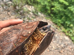 Rhinoclemmys punctularia