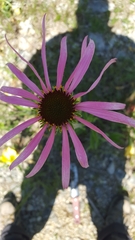 Echinacea simulata