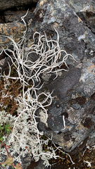 Thamnolia vermicularis