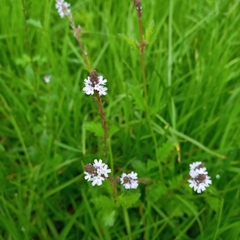 Verbena officinalis