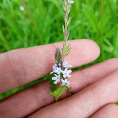 Verbena officinalis