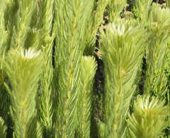 Phylica pubescens pubescens