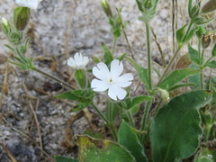 Silene marizii