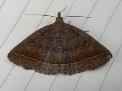 Zanclognatha marcidilinea