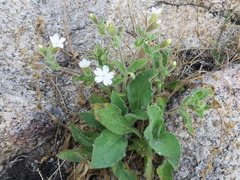 Silene marizii