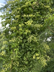 Cissus trifoliata