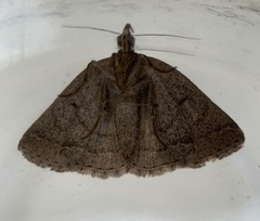 Zanclognatha marcidilinea