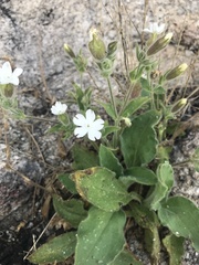 Silene marizii