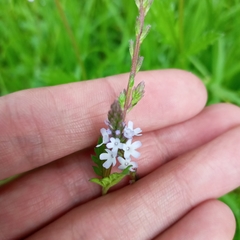 Verbena officinalis