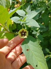Physalis