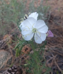 Oenothera coronopifolia