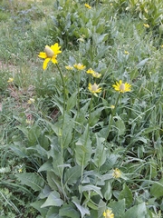 Rudbeckia maxima