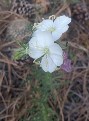 Oenothera coronopifolia
